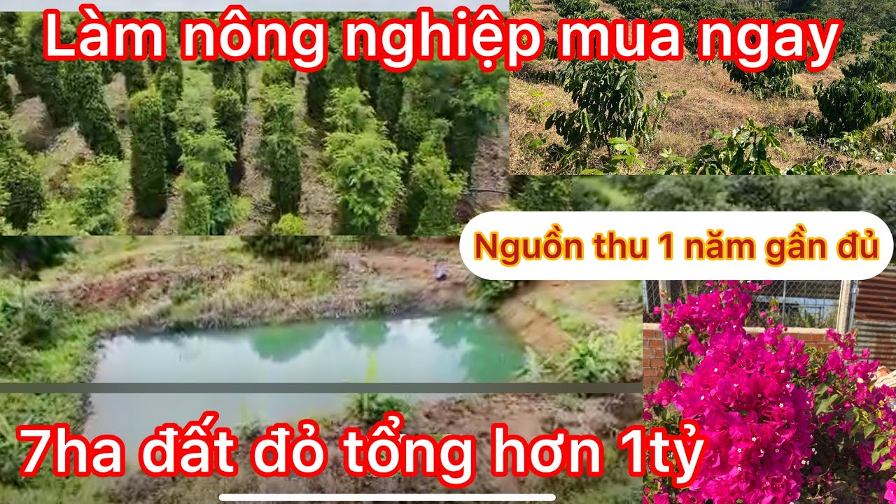 Đã chốt Hàng hiếm có kinh nghiệm chỉ khoảng 3 năm thu hồi vốn 7ha giá chỉ hơn 1 tỷ nhiều nguồn thu