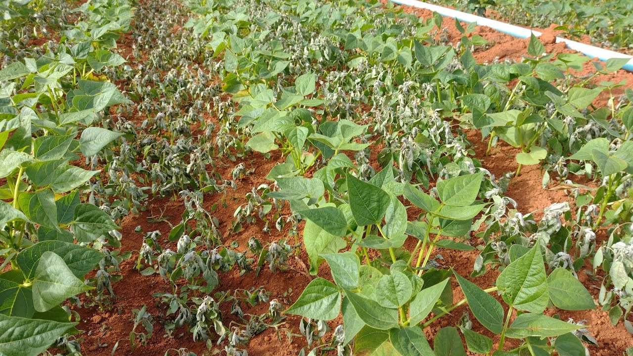 Efeito incrível do herbicida seletivo no feijão