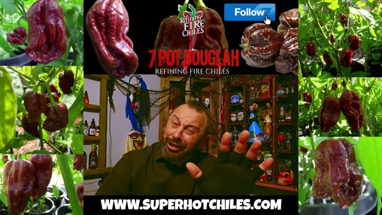 7 POT DOUGLAH SEEDS AT WWW.SUPERHOTCHILES.COM