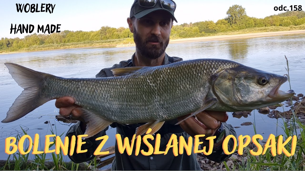 BOLENIE Z OPASKI / LIPIEC NAD WISŁĄ / odc.158 #boleń #spinning #handmade #Wisła #fishing #badyl