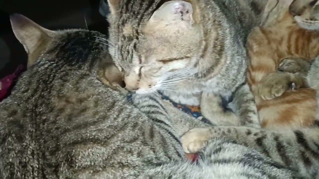 Cats live together, they sleep together in the cold. #vlog#cat#trend#viral