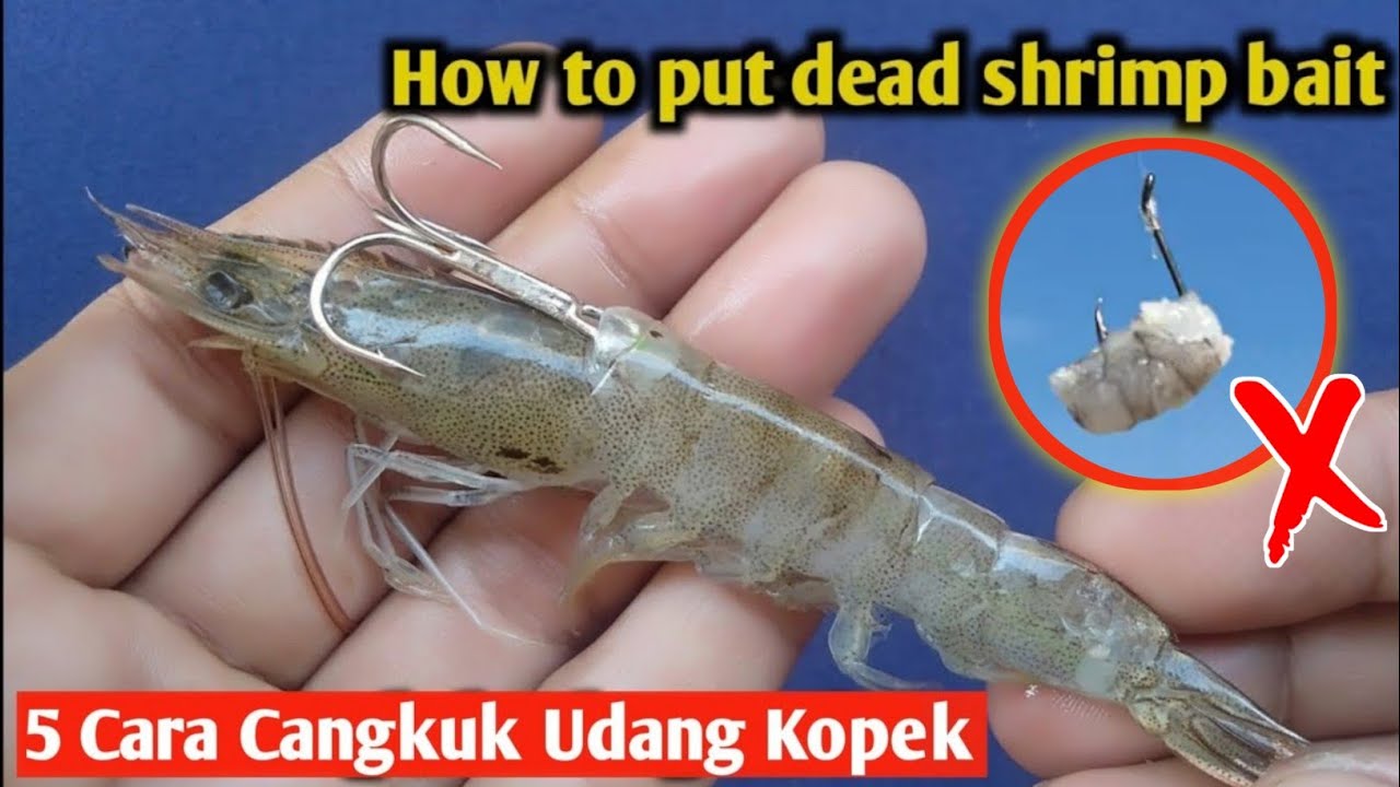Begini Cara Benar menCangkuk Udang kopek
