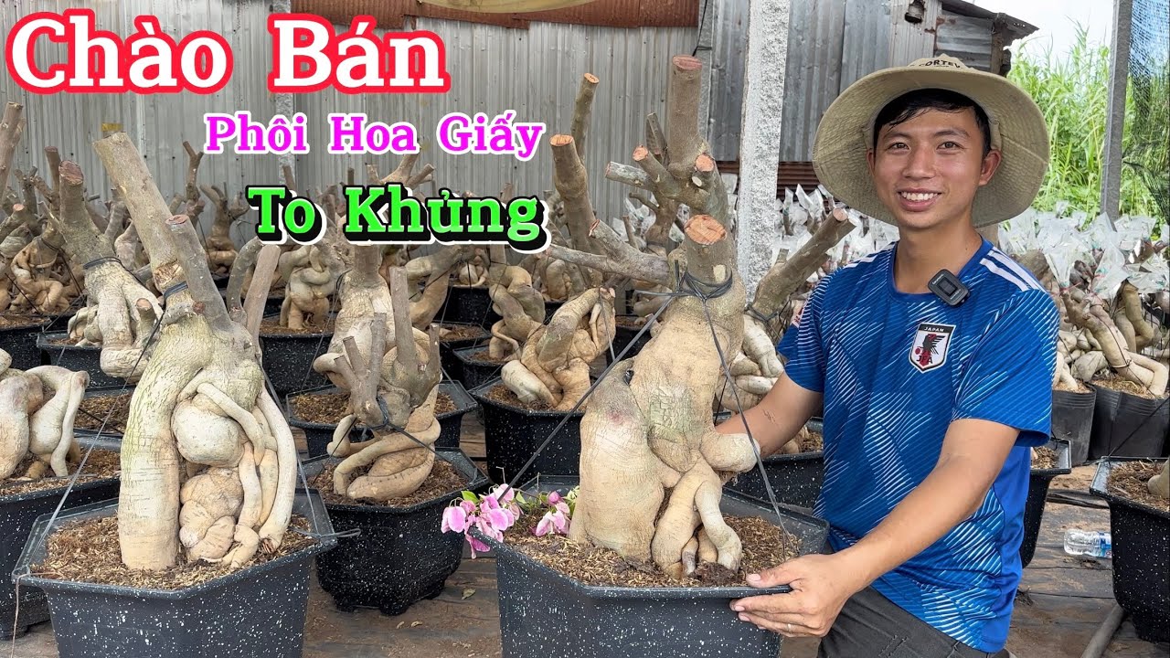 01/07 Phôi Hoa Giấy Mỹ | Hàng To Khủng Chào Bán Tặng Kèm Bo Ghép.. ☎ 078 4694419 Đông Võ