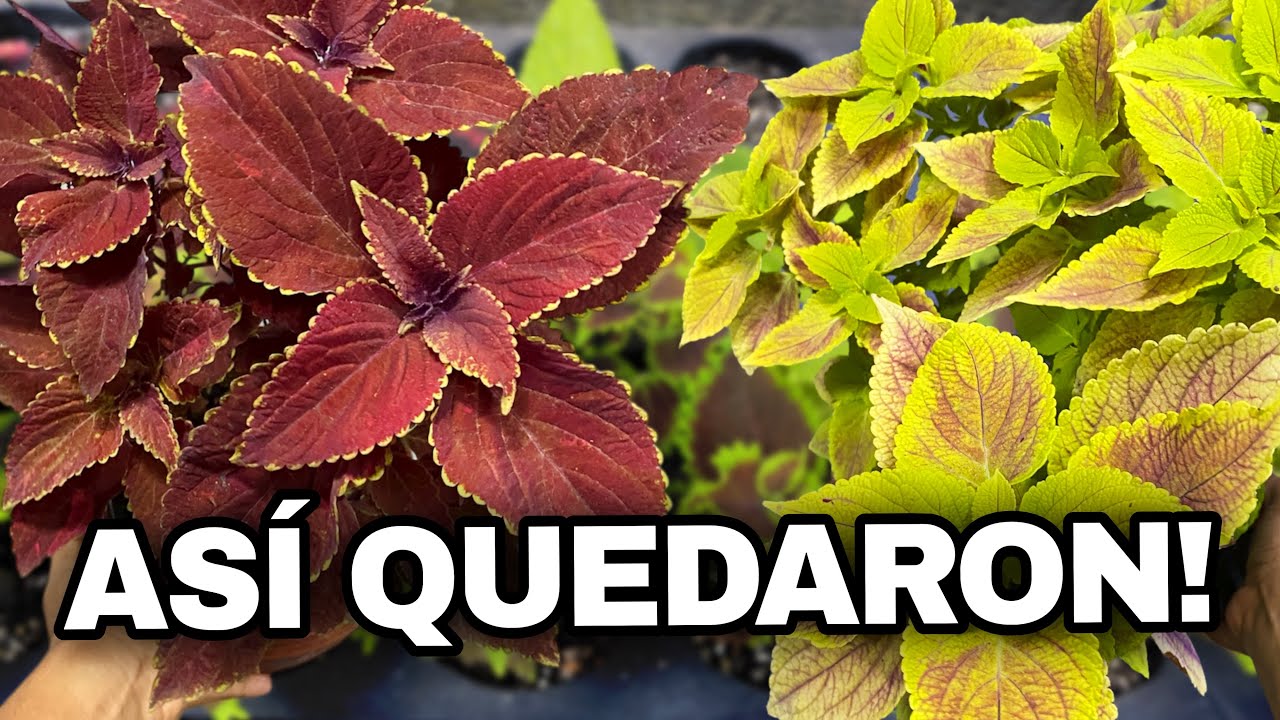 Lo que NUNCA te dicen del Coleo después de propagarse.. ¡Mira como quedaron!