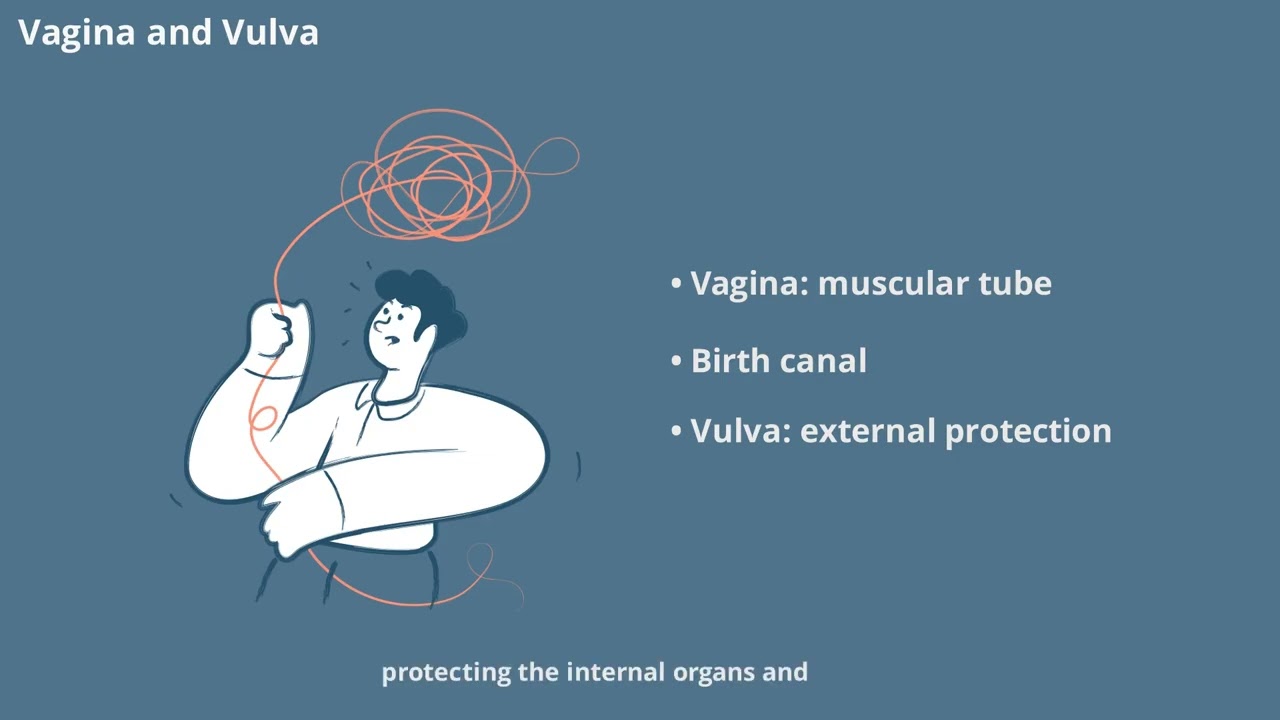Decode the cycle of life! We break down Chapter 11: The Reproductive System into simple