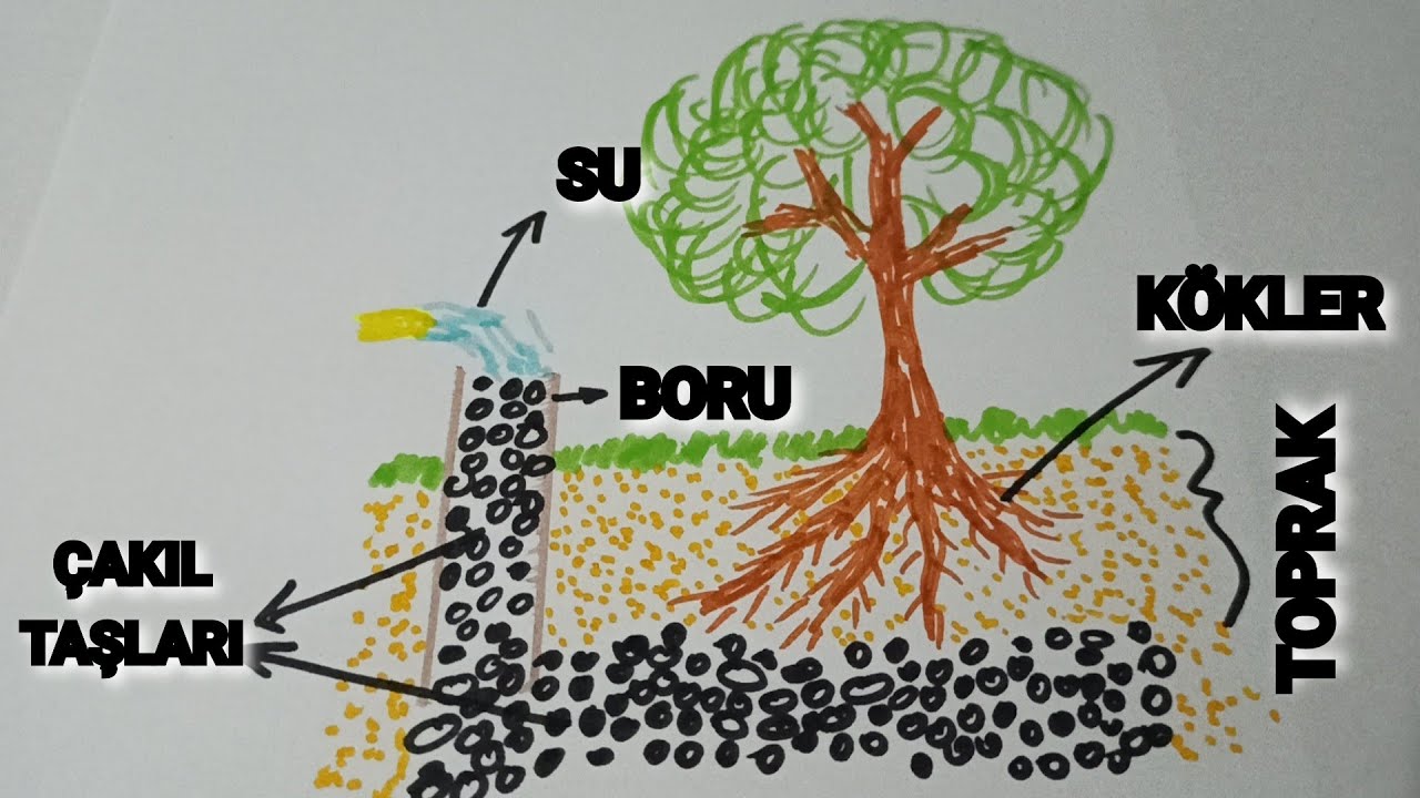 Bu Şekilde Dikilen Fidan Tutar