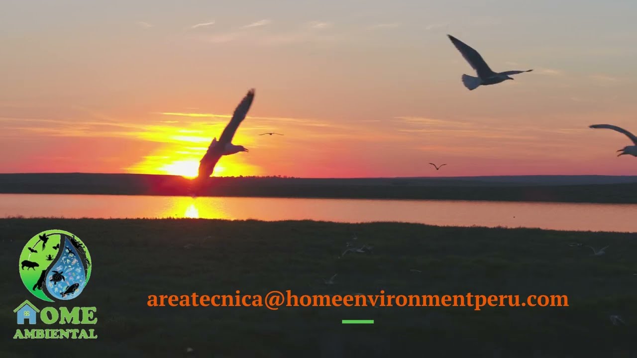 Monitoreo de mortalidad de aves y murciélagos por colisión en parques eólicos