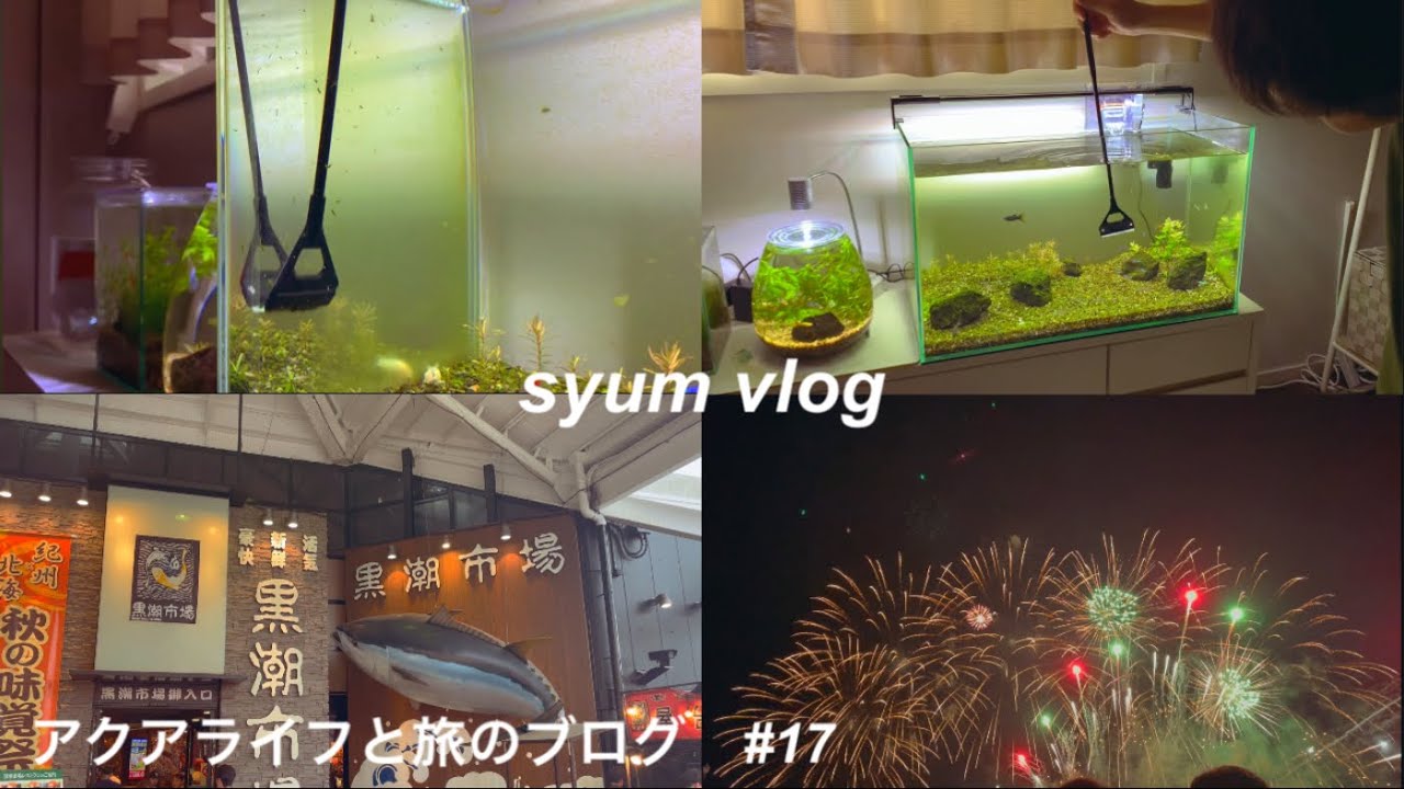 コケに侵食された60cm水槽 | 黒潮市場でマグロを堪能 | 毎年恒例の花火を楽しんだ日