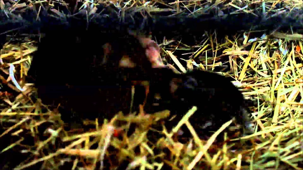Degus Camada