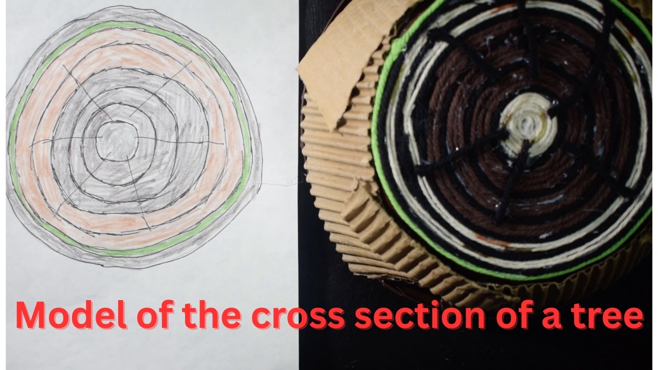 Model of the cross section of a tree