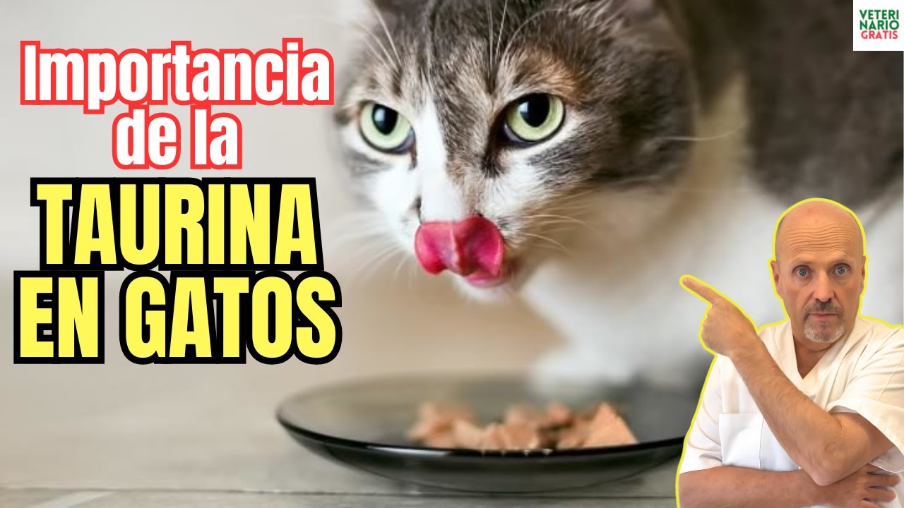 ✅ IMPORTANCIA DE LA TAURINA EN GATOS DOSIS Y ALIMENTOS QUE LA CONTIENEN PARA TU GATO ✅