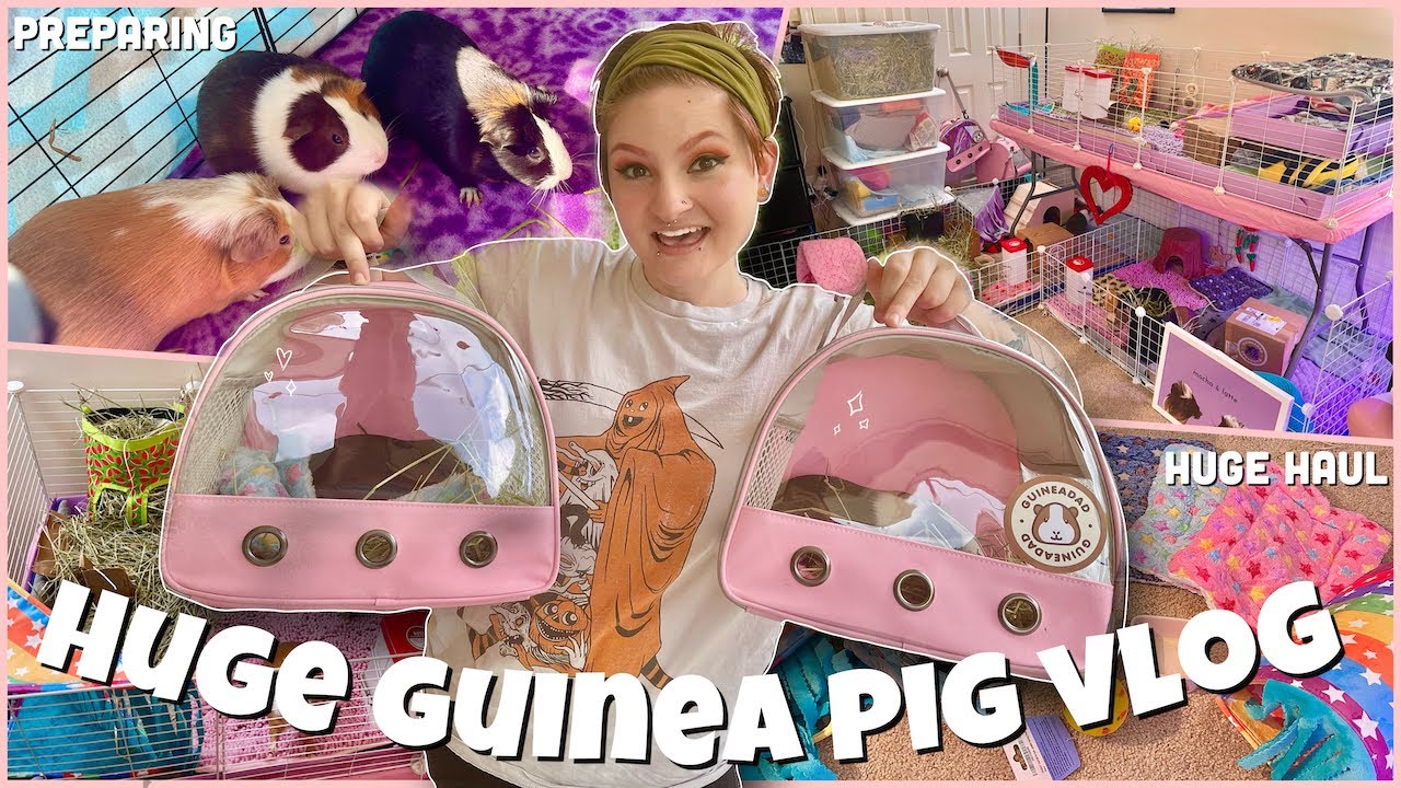 I ADOPTED TWO GUINEA PIGS🐽✨| VLOG |