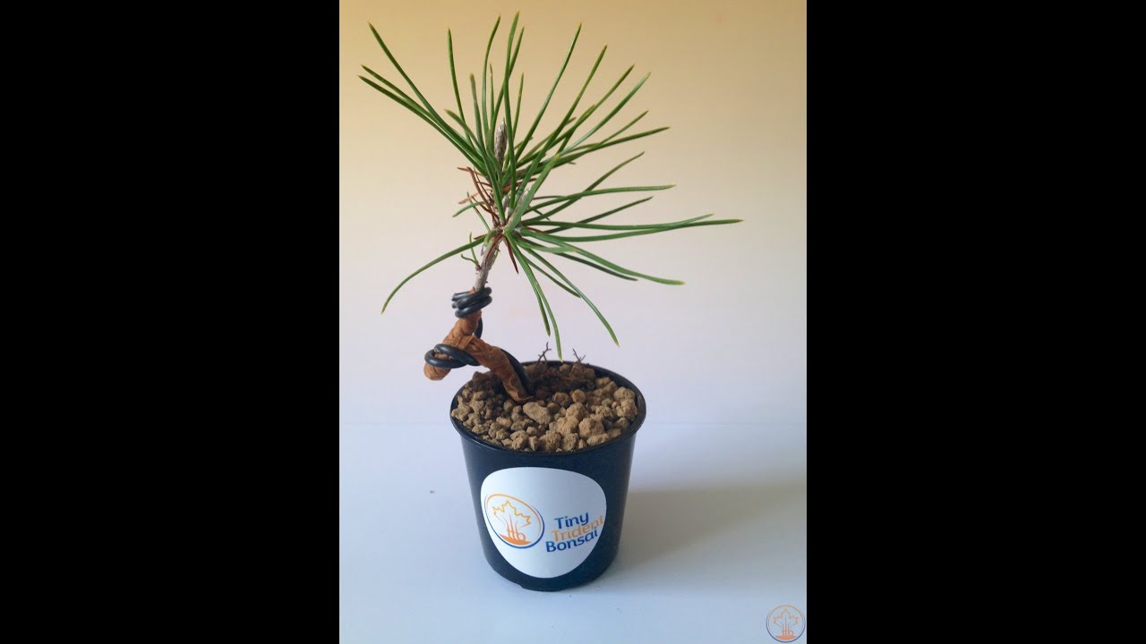 How to: Repot and Wire Young Japanese Black Pine Bonsai