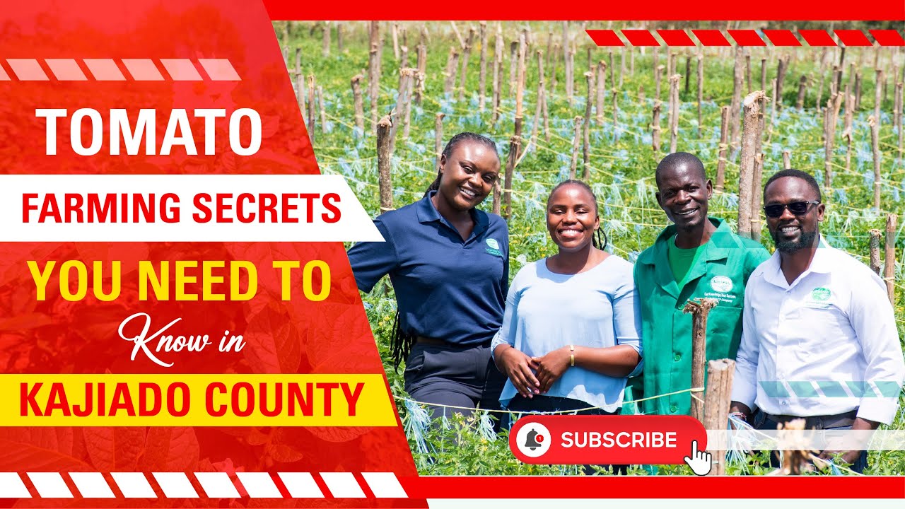 Tomato Farming in Kajiado  | Farming Secrets You Need to Know