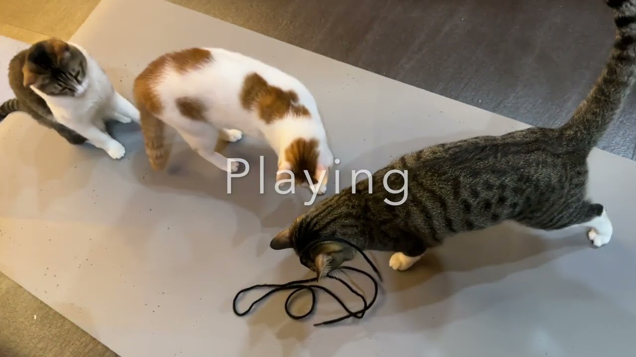 Feb04 2026 @frankip023 #cat #貓咪日常 With my cats