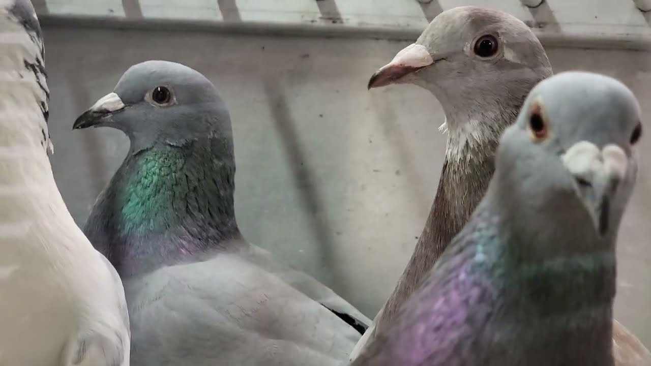 Last race for 2024 -500 km| Racing Pigeon | Homer | Kabutar