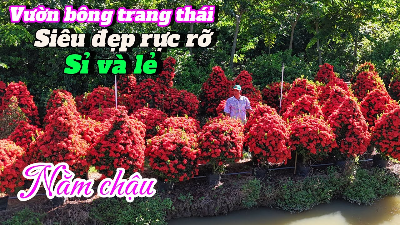 Vườn bông trang thái đỏ,vàng thuần chậu cây cây siêu đẹp sỉ lẻ..12/06😘📲 0899486958-Thuận