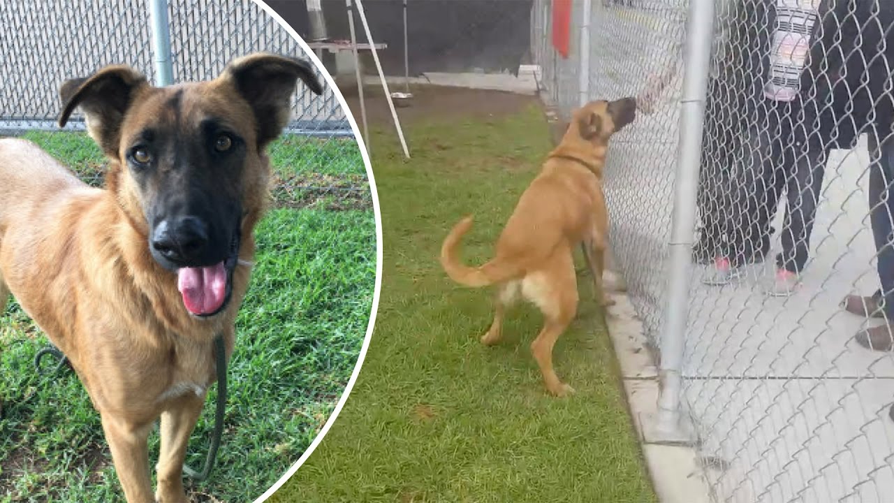 Owner reunited with dog at shelter abandons him again; Wrongly jailed Man gets 60 grand - 01/12/2016