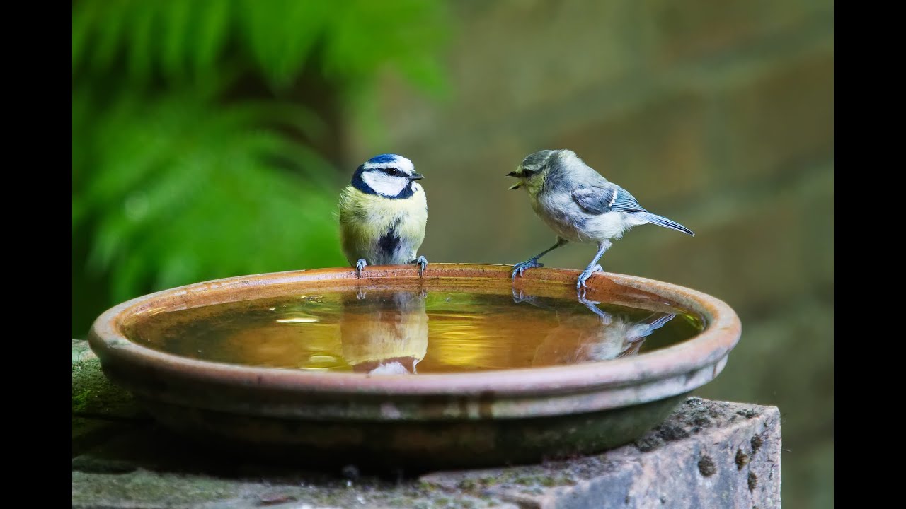 Current energy of your soul connection- Both nostalgic and want communication