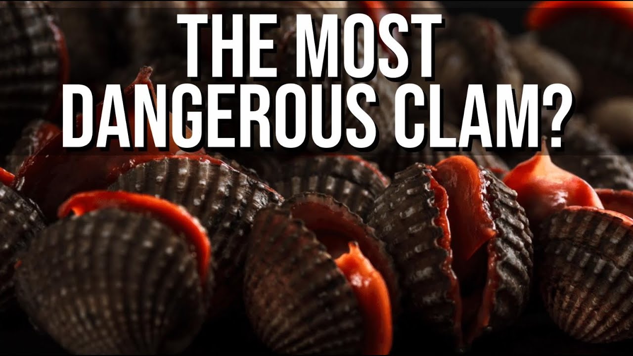 Would You Eat the Most Dangerous Clam?
