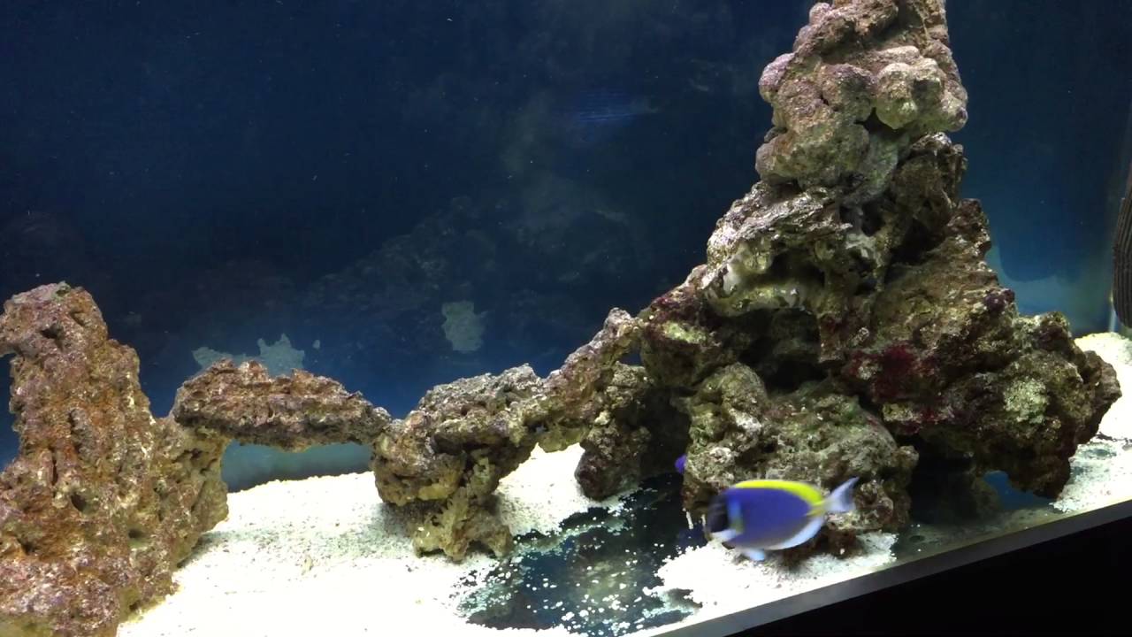 Comportamento strano pesce chirurgo diventa giallo oro...