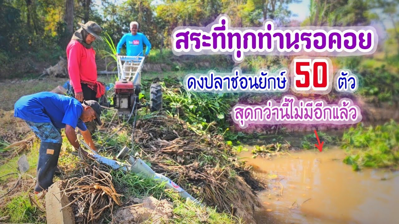 สุดกว่านี้ไม่มีอีกแล้ว โคตรปลาช่อนยักษ์ 50 ตัวรวมกันสระเดียวเหมาสระ 1,500฿ รอบสองสุดคุ้ม