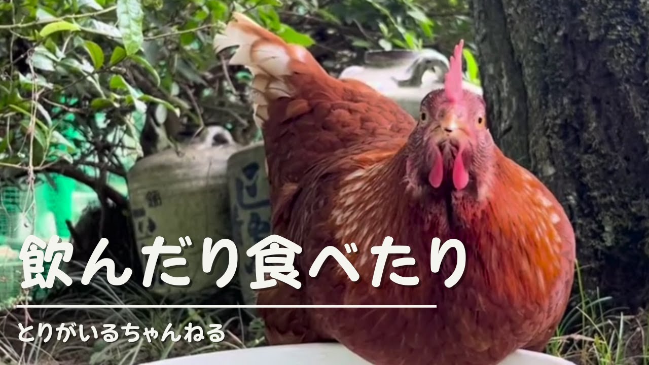 第11羽 飲んだり食べたり　#ニワトリ  #とりがいる
