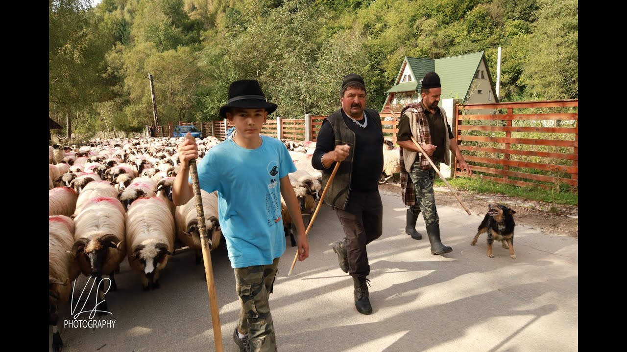 Un fenomen aproape dispărut  transhumanţa  azi in Petrila cu oile din TINUTUL MOMARLANILOR PETRILENI