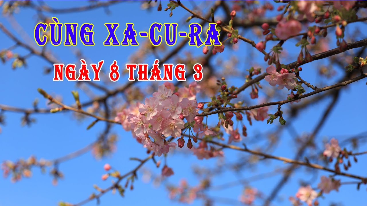 [Du Lich Nhật Bản] Cùng Xa-Cu-Ra ngày 8 tháng 3 | Chu Du Nhật Bản　女の日3月八日のサクラ