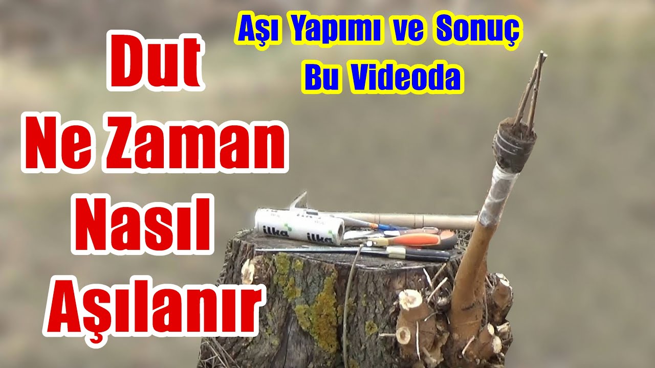 Dut aşısı nasıl yapılır / Yarma kalem aşı / Dut aşısı / dut asilama / dut ağacına aşı yapımı