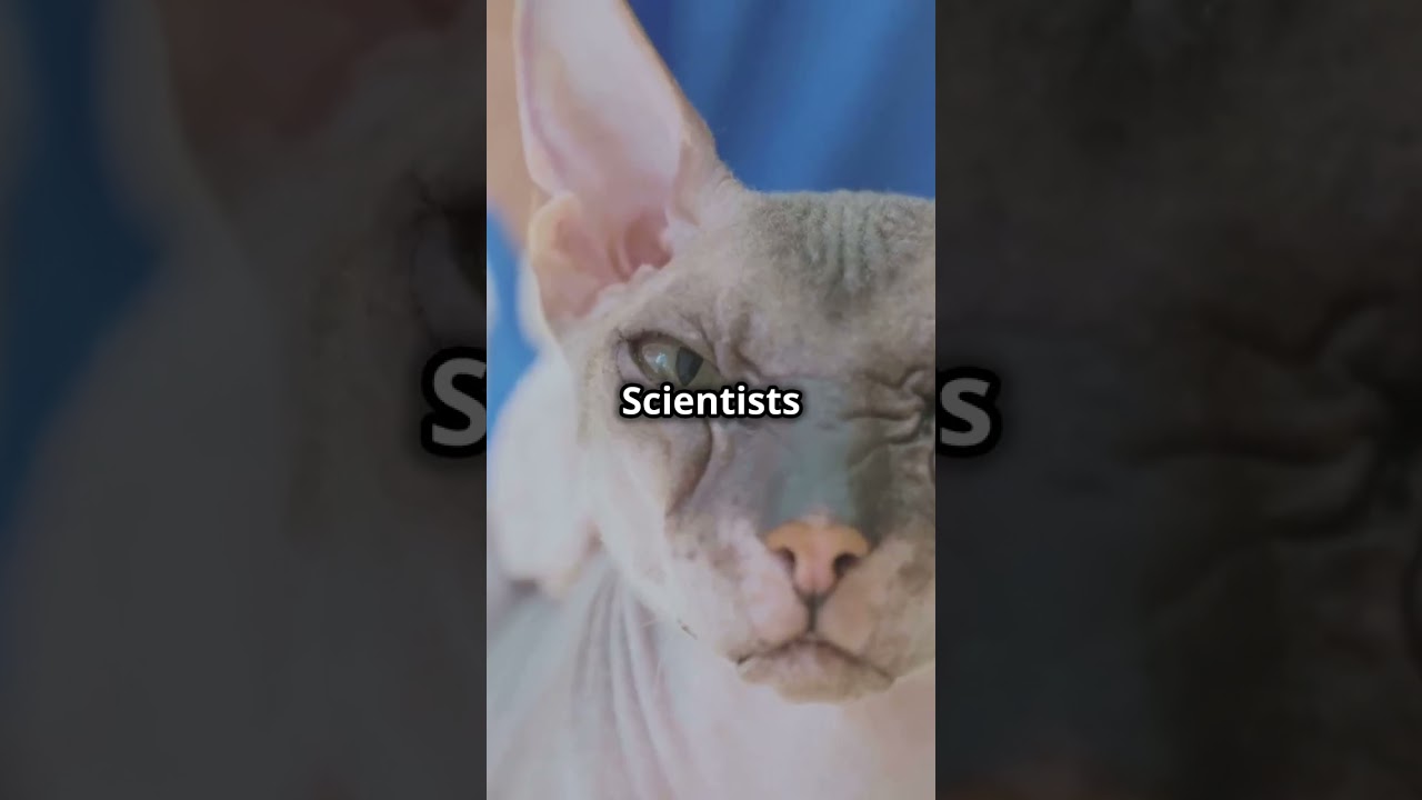 Can Cats Predict Earthquakes? Fun Feline Facts! 🐱🌍