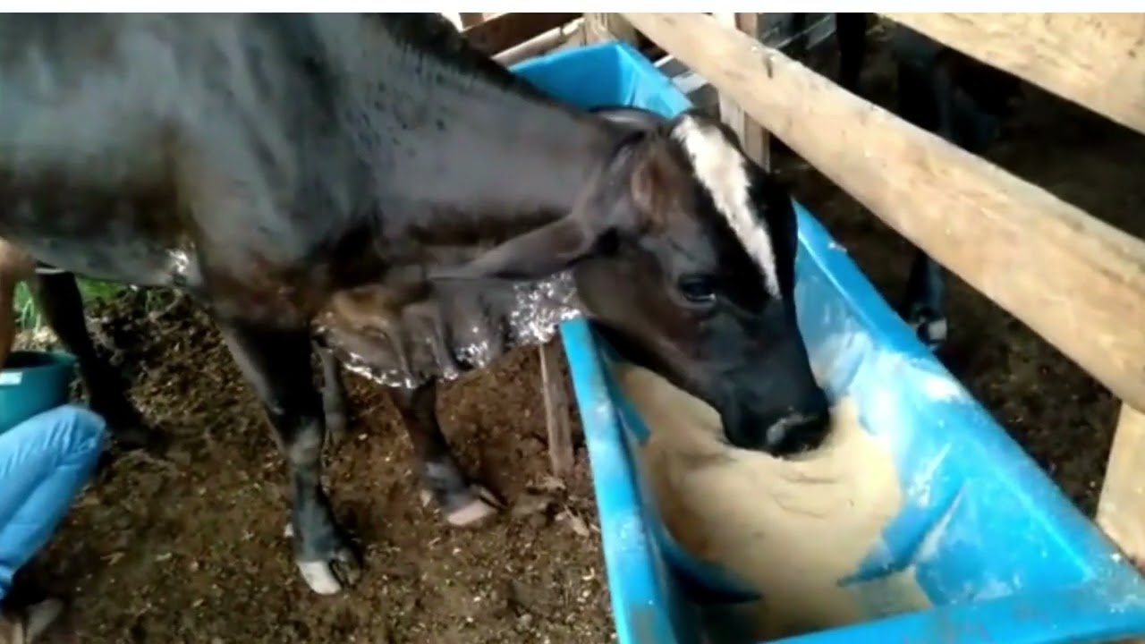TIRANDO LEITE E BEZERRINHO MAMANDO