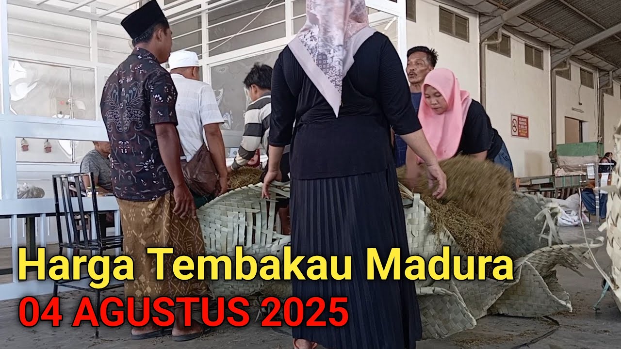 Harga Tembakau Madura Saat ini diawal bulan Agustus 2025