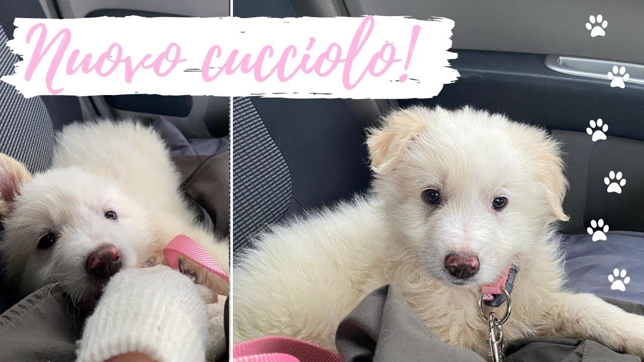 Andiamo a prendere un CUCCIOLO! |MS