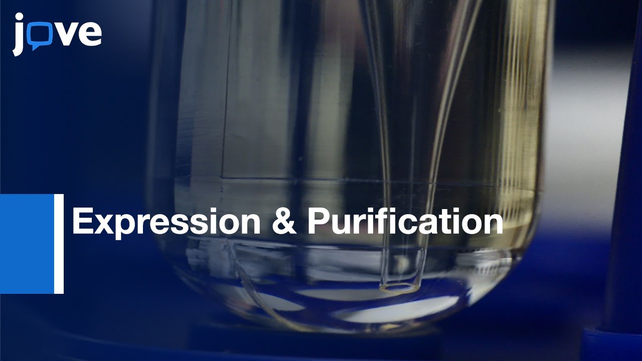Expression & Purification: Virus-Like Particles For Vaccination l Protocol Preview