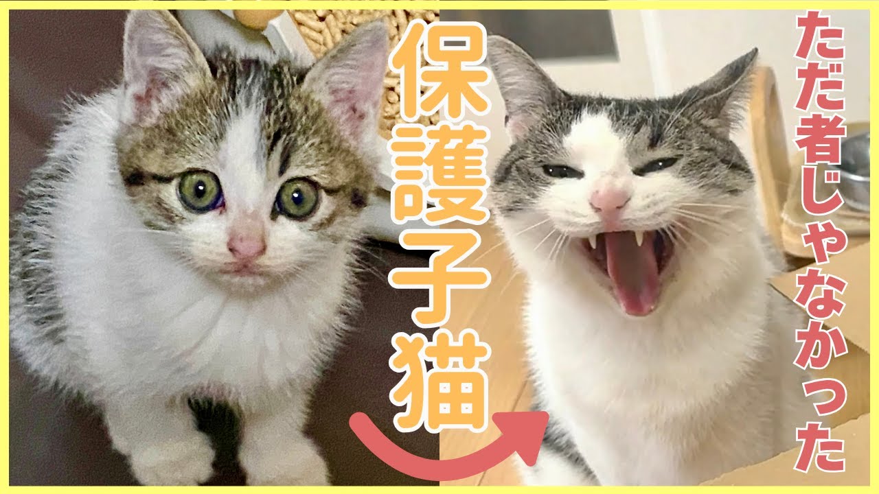 【保護子猫】公園で出会ったちっこい子猫が・・・
