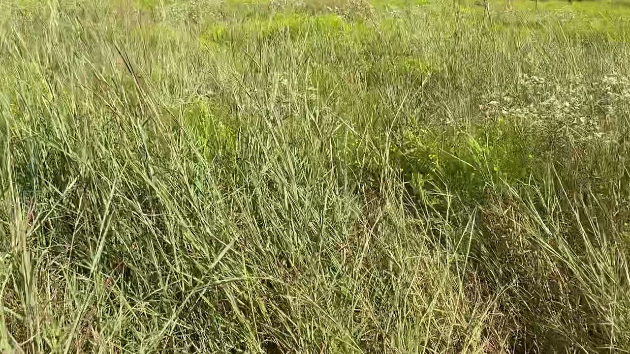 Stockpiled grass in Texas - Jaime Elizondo