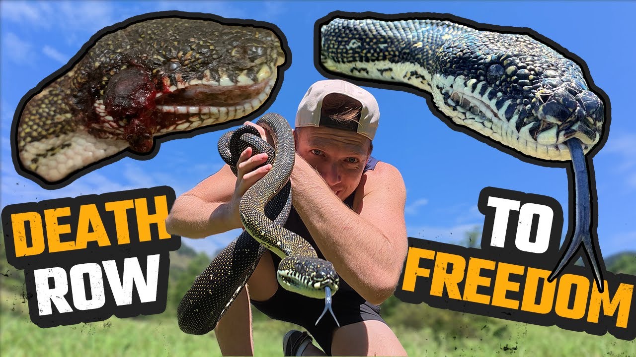 AUSTRALIAN SNAKE SURVIVES THE IMPOSSIBLE | DIAMOND PYTHON
