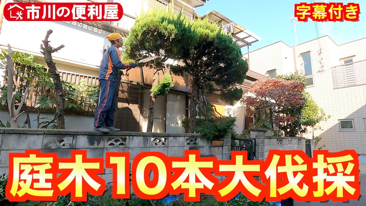 【庭木10本大伐採🌲リメイク】vrewで字幕付けてみました。🪓鎌ケ谷の便利屋動員で異例のスピード作業｜コニファー🌳月桂樹🌿椿🌺もみじ🍁千葉県市川市の便利屋！各作業料一覧、お問い合わせ先は概要欄へ！