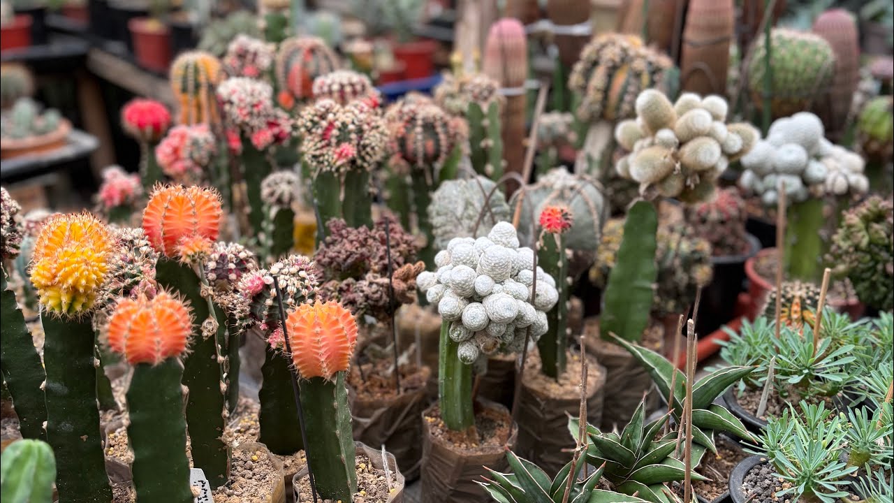 Cactus Collection - jul25