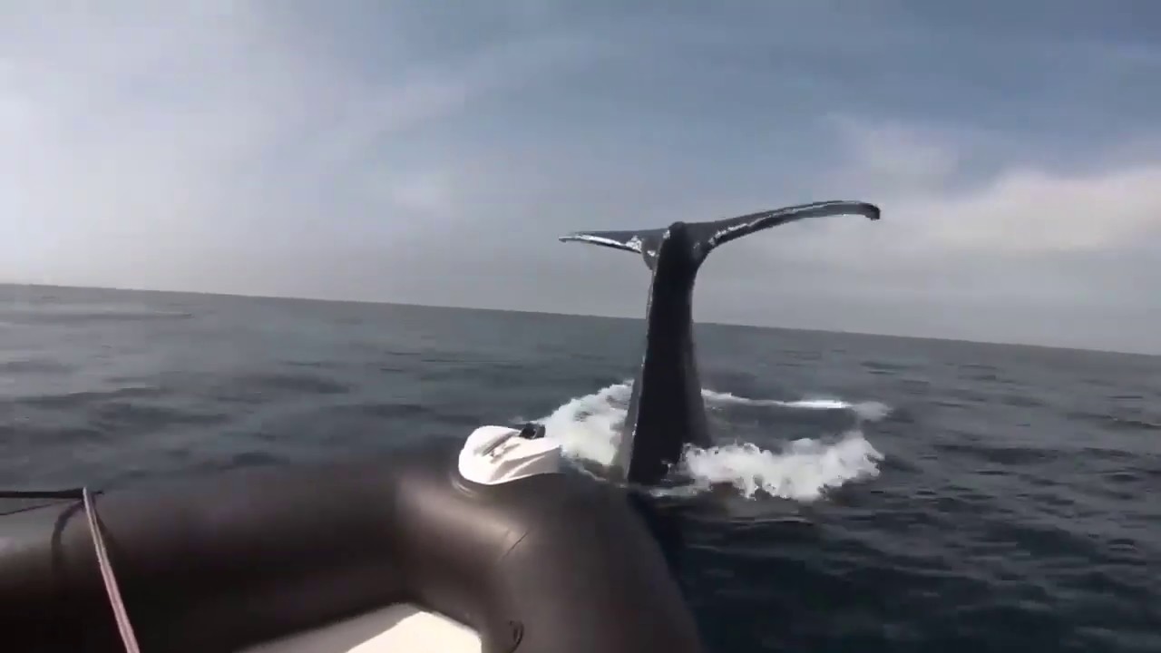 Most  Amazing Thing Caught on camera 2019