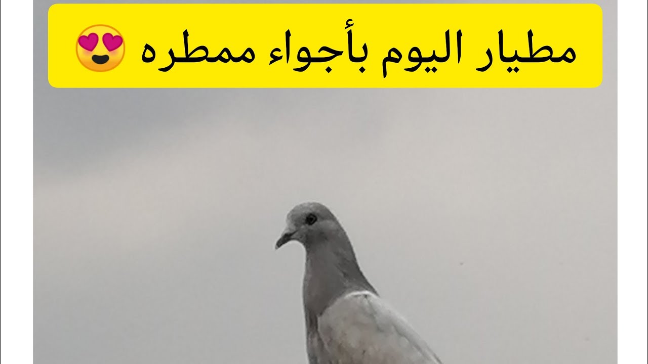 مطيار الحمام الباكستاني ومطرت الدنيا والطيور طايره واحد منهن وين وكع شوف شصار 👆