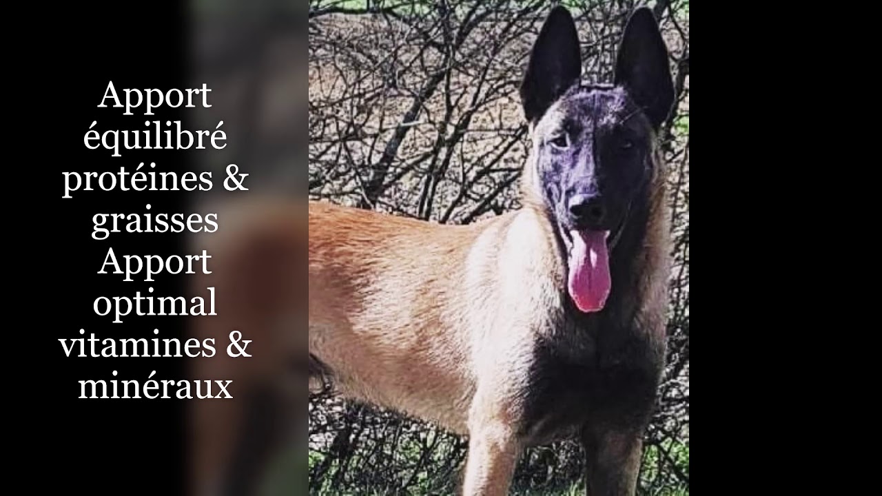OC - Alimentation canine - freshpetfood - sans c&eacute;r&eacute;ales