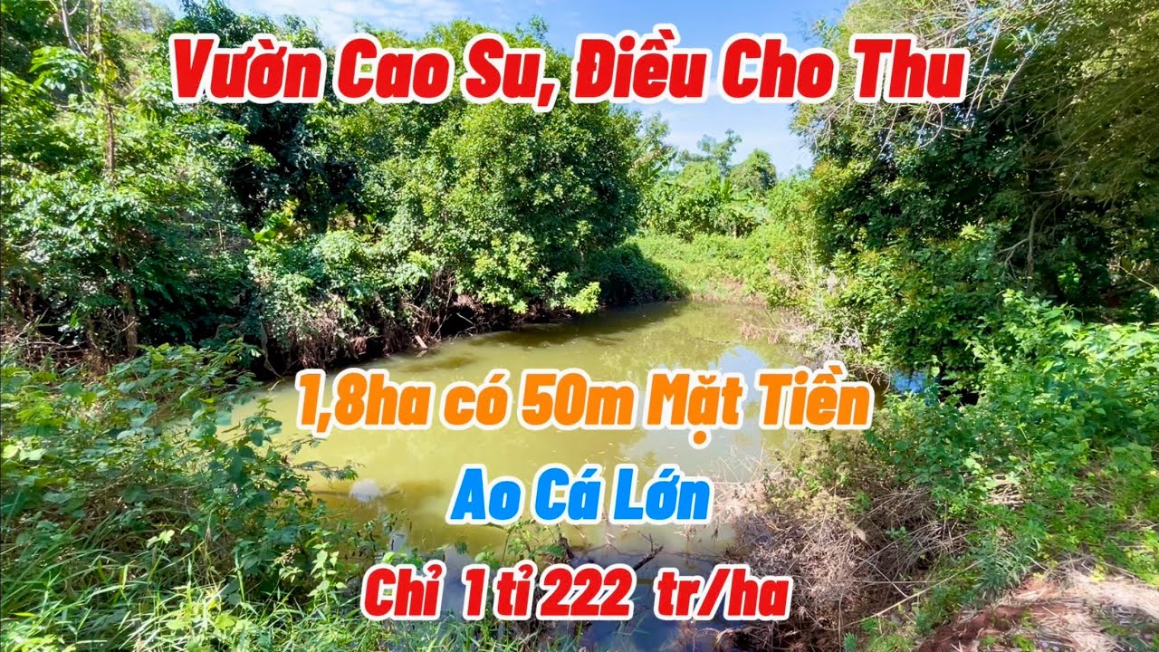 Bán mảnh vườn cao su và điều chất đất đỏ bazan thế triền thoải đẹp. Có ao nước quanh năm. Giá rẻ.