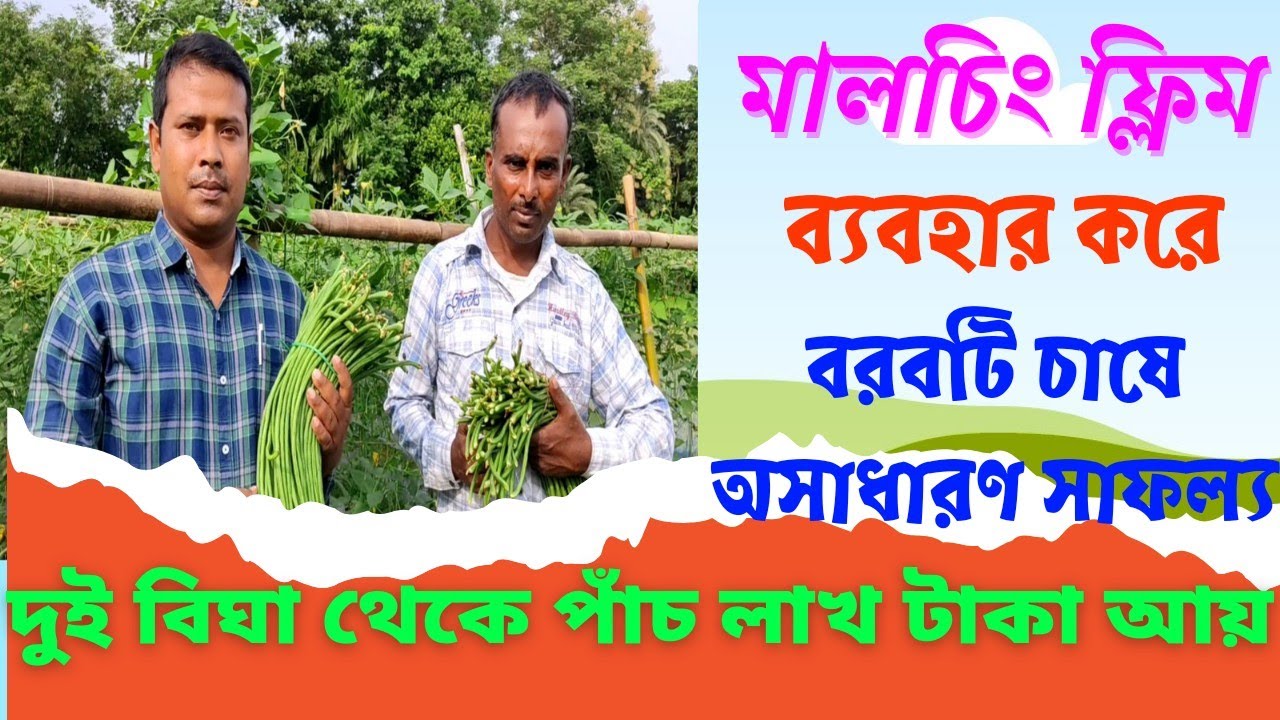 মালচিং ফিল্ম ব্যবহার করে বরবটি চাষে অসাধারণ সাফল্য