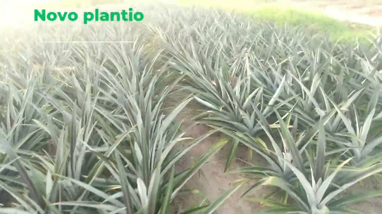 plantio novo de abacaxi