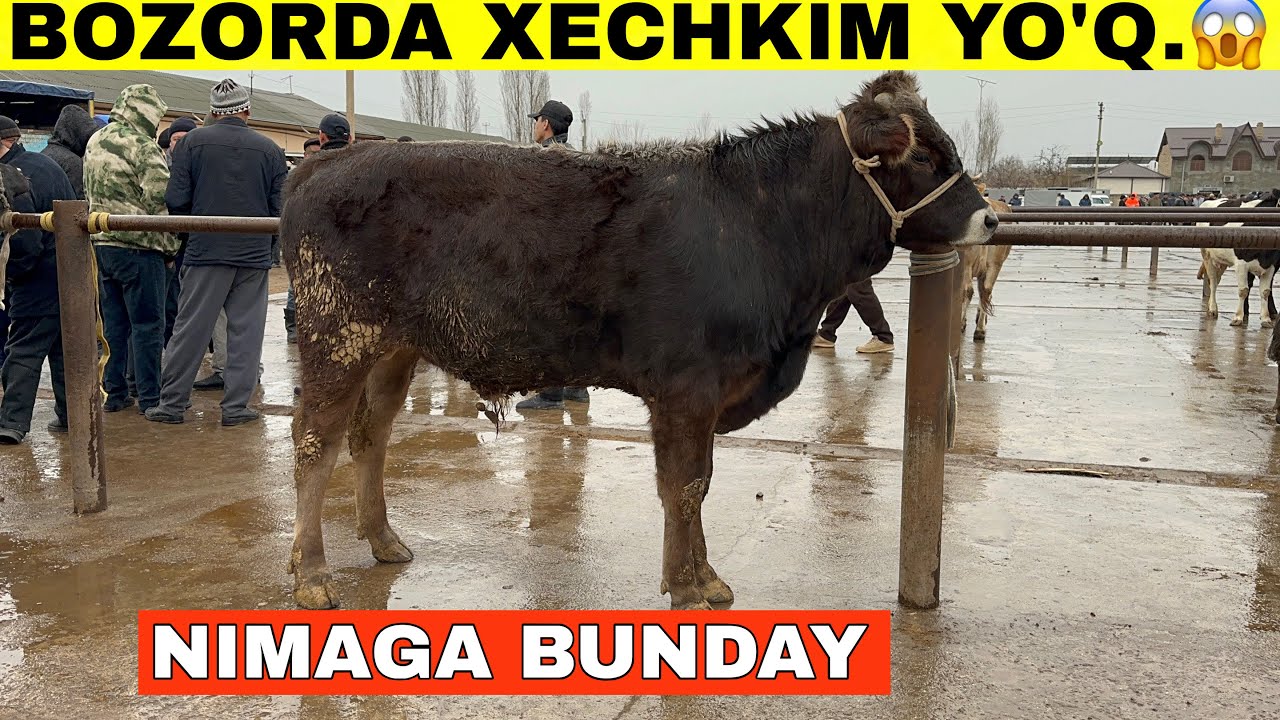 Xamma Bozordan Chiqib Ketyapti.😱Narxlar Kino Tepaqorg’on Mol Bozoridan Buqa,Honajin.Sigir Nsrxlari