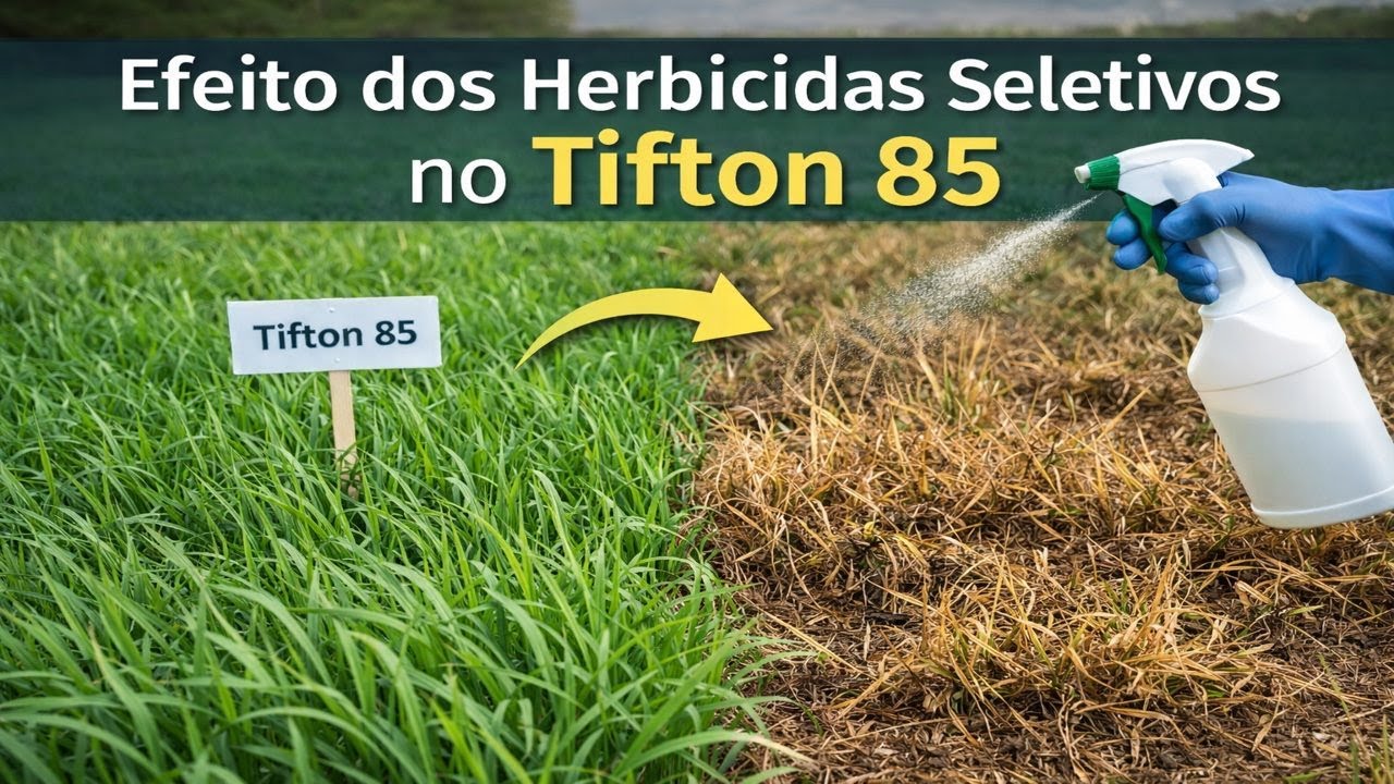 Qual herbicida usar no Tifton 85 sem matar o capim?