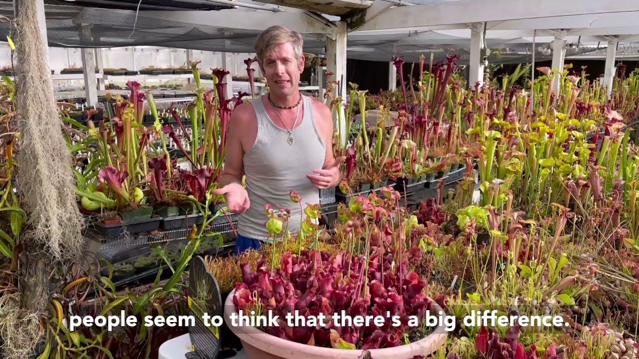 How to Grow Sarracenia purpurea