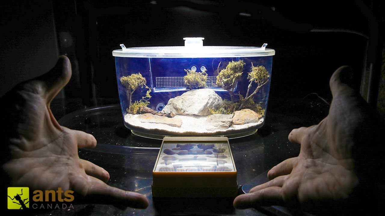 Setting Up My Ant Colony into a New Ant Farm